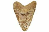 Serrated, Fossil Megalodon Tooth From Angola - Unusual Location #258605-1